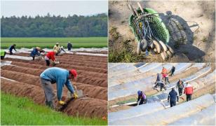Români în Germania