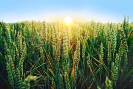 Cele mai frecvente boli la culturile de grâu. Metode de prevenire și combatere