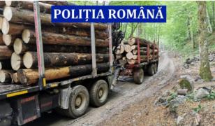 Au fost întocmite 102 dosare penale pentru infracțiuni silvice
