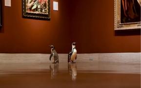Imaginile cu pinguinii la muzeu au făcut înconjurul internetului