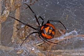 Trei copii s-au lăsat mușcați de păianjenul veninos Văduva neagră, ca să se transforme în Spider-Man