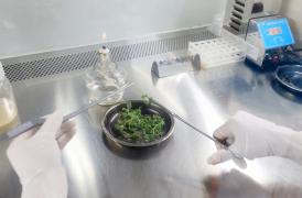 Planta medicinala Artemisia annua, folosită în țările africane la tratarea COVID-19