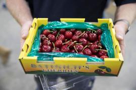 Costul real al cireșelor de ”lux” din piețe
