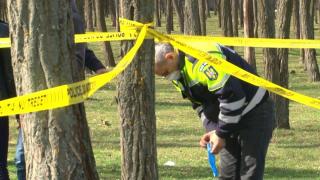 Tăietor de lemne ucis într-o pădure din Caraș-Severin, chiar de arborele pe care îl tăia