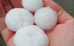 Căderile de grindină din Suceava pun în mare pericol culturile agricole