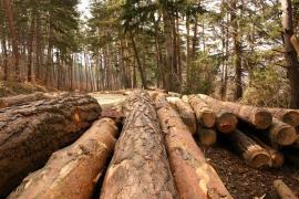 DNA-ul Pădurilor, votat în Parlament. DIIM va ancheta tăierile ilegale de lemn