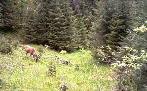 Tânăr cerb surprins în timp ce se hrăneşte, în Parcul Naţional Retezat (Video)