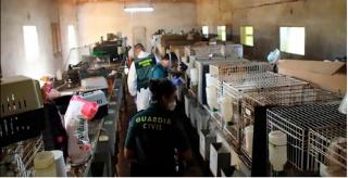 Autoritățile locale vor decide ce vor face cu sutele de câini