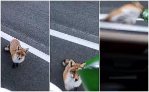 Şofer păcălit de o vulpe: "Bat-o Dumnezeu, mi-a furat asta din mână!" (Video)