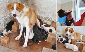 O căţeluşă eroină alăptează 18 pui: 9 ai ei şi încă 9 găsiţi abandonaţi pe marginea drumului, la Constanţa