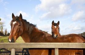 Un tânăr care schingiuia şi apoi omora cai fără motiv, reţinut de poliţiştii din Caraş