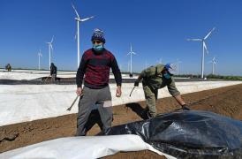 19 români depistaţi pozitiv cu coronavirus, la o fermă din Germania unde lucrează 320 de români