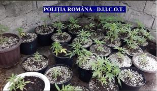 Anchetatorii vor arestarea preventivă a celor trei traficanți de droguri