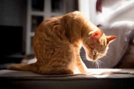 Pisica s-ar fi infectat de la stăpânii ei