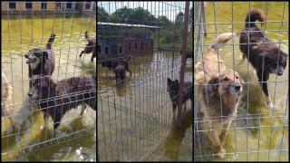 Adăpost pentru căței inundat