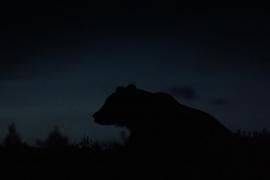 Mesaje RO-ALERT de avertizare: urși pe străzile din Sinaia și Predeal