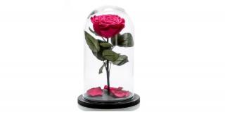 Când natura întâlnește nemurirea, se nasc trandafirii criogenați!