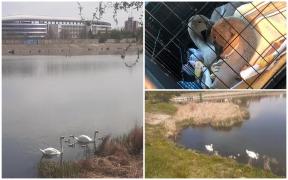 Povestea familiei de lebede de pe Jiu care și-a pierdut puii într-o viitură, iar acum își pregătește un nou cuibar
