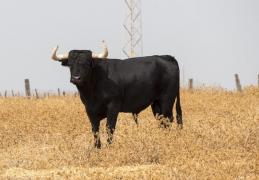 Fermieri atacaţi de un taur, în Cluj. Pe unul l-a ucis, al doilea rănit grav. Un vânător a ucis taurul, care pornise într-un ultim atac