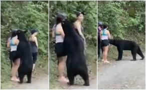 Ursul prietenos care a "îmbrăţişat" o tânără, în timp ce fata făcea un selfie, a fost prins, castrat şi va fi relocat (Video)