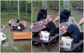Imagini cu un urs masiv care dă iama în mâncarea unei familii aflate la picnic, la marginea pădurii