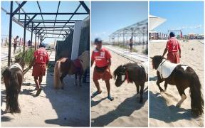 Doi ponei plimbați pe caniculă pe plaja din Mamaia, pentru distracția turiștilor, au fost confiscați