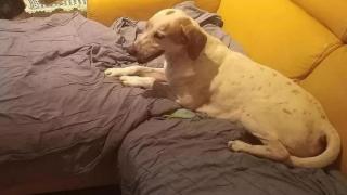 Tânără româncă, găsită moartă în Italia. Câinele și-a păzit stăpâna mai multe zile