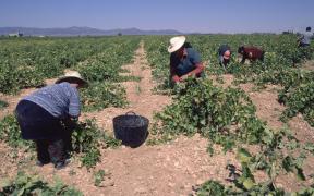 16 români depistați cu Covid-19, la o fermă din Spania