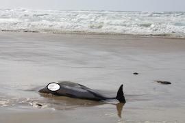 Delfin mort, eşuat pe plajă