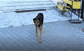 Un câine lup așteaptă de trei luni în fața unui spital din Târgu Jiu