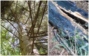 Pădure salvată de la incendiu de călugării Schitului Branişte.