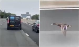 O rață a zburat cu aproape 100 de kilometri pe oră