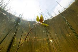 Românul Aurel i-a impresionat pe italieni, după ce a sărit în apă să salveze o mamă care s-a înecat în fața copiiilor