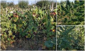 Cannabis printre struguri, în Argeş