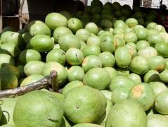 Hoaţele nu au reuşit să vândă pepenii furaţi