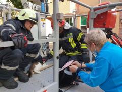 O pisică a căzut de la etajul 6, al unui bloc din Satu Mare şi nu a păţit nimic. Felina a fost recuperată de pompieri şi redată stăpânei