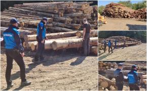 Cantități uriașe de lemn fără acte, aproape o mie de metri cubi, confiscate la controale