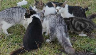 120 de pisici, găsite într-o casă