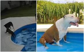 Momentul în care un câine a fost salvat de la înec de către un alt patruped curajos