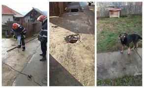 Câinele rămăsese prins sub podeţul care asigura accesul în curtea proprietarului