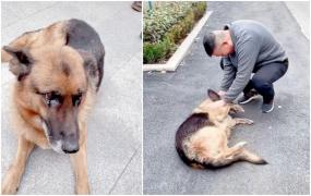 Omul legii a decis să facă o vizită surpriză prietenului său mai vechi