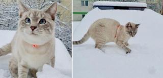 motanul Berlioz pe maşina de poliţie