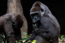 Gorilele de la San Diego Zoo Safari Park, infectate cu Covid de un îngrijitor: "Au o tuse seacă"