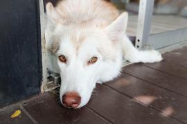 Un câine husky stă la intrarea în casă pe o podea