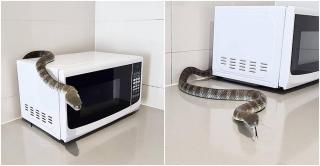 Veninul reptilei îi putea omorî pe toţi cei şase oameni prezenţi în încăpere