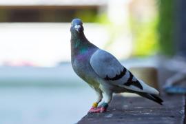 Porumbel vedetă, după ce a traversat Pacificul. Pasărea va fi ucisă pentru că venea din SUA și prezintă risc de infecție