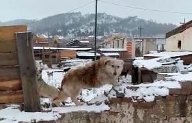 Un băiețel de 12 ani luptă pentru viața sa, după ce a fost atacat de o haită de câini sălbatici în Rusia