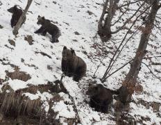 Spectacol unic pe Transfăgărăşan. Mai mulţi urşi, spectatori la deszăpezire