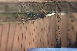 O veveriță înarmată cu un cuțit a pus-o pe fugă pe o tânără, în Canada