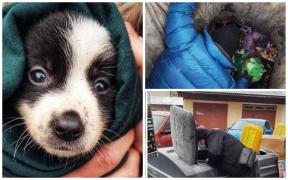 Căţeluş salvat dintr-o ghenă de gunoi îngropată, la Suceava. Fusese aruncat odată cu resturile menajere